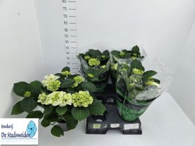 Dekoratyvinis krūmas, hortenzija "Schneeball", vazonėlio skersmuo 14 cm.