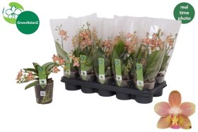 Kambarinis augalas, orchidėja "Ornage mini", vazonėlio skersmuo 12 cm.