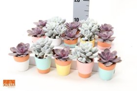 Kambarinis augalas, sukulentas, keramikiniame vazonėlyje, skersmuo 6 cm.