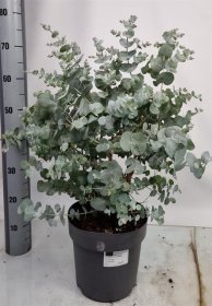 Dekoratyvinis krūmas, eukaliptas "Cinerea", vazonėlio skersmuo 27 cm.
