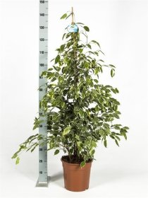 Kambarinis augalas, fikusas "Golden King", vazonėlio skersmuo 27 cm.