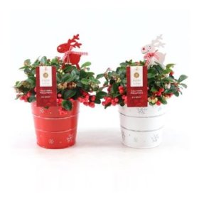 Šliaužiantis augalas, bruknuolė "Big Berry", metaliniame vazonėlyje su dekoracija, skersmuo 14 cm.