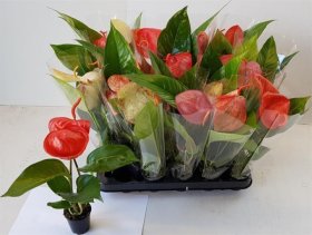 Kambarinis augalas, antūris, vazonėlio skersmuo 6 cm.