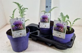 Daugiametė gėlė, artišokas, vazonėlio skersmuo 19 cm.