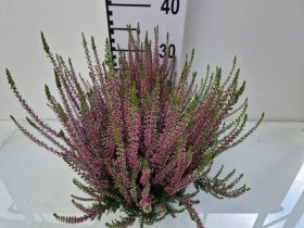 Vienmetė gėlė, viržis "Beauty Ladies", vazonėlio skersmuo 23 cm.