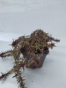 Daugiametė gėlė, flioksas "Atropurpurea", vazonėlio skersmuo 9 cm.