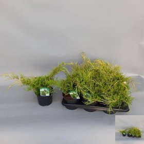 Spygliuotis, kadagys "Old Gold", vazonėlio skersmuo 17 cm.