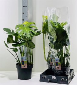 Kambarinis augalas, monstera "Deliciosa", vazonėlio skersmuo 24 cm.