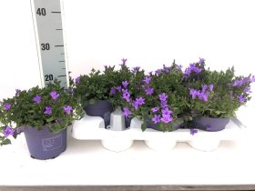 Daugiametė gėlė, katilėlis "Campa Iris", vazonėlio skersmuo 14 cm.