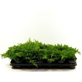 Spygliuotis, kadagys gulsčiasis "Nana", vazonėlio skersmuo 9 cm.