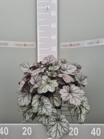 Daugiametė gėlė, alūnė "Glitter", vazonas 2 l.