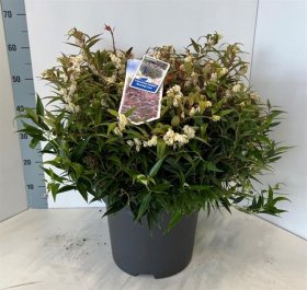 Dekoratyvinis krūmas, leukotoja, įvairi, vazonėlio skersmuo 32 cm.