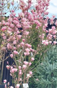 Lauko augalas, magnolija, įvairios, vazonėlis 1 l.