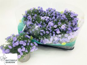 Daugiametė gėlė, katilėlis "Blue Bali", vazonėlio skersmuo 11 cm.