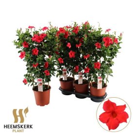 Vienmetė gėlė, mandevilė, vazono skersmuo 19 cm.