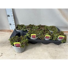 Alpinariumo augalas, šilokas "Deep Rose", vazonėlio skersmuo 12 cm.