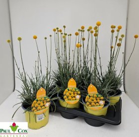 Žolinis augalas, kraspedija "Golf Beauty", vazonėlio skersmuo 17 cm.