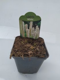 Daugiametė gėlė, liatris "Floristan White", vazonėlio skersmuo 9 cm.