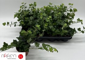 Kambarinis augalas, gebenė, vazonėlio skersmuo 9 cm.