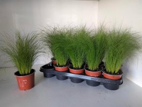Žolinis augalas, ašuotė "Tenuifolia", vazonėlio skersmuo 12 cm.