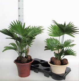 Kambarinis augalas, livistona, vazono skersmuo 23 cm.