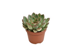 Kambarinis augalas, kalvorė (surfinija) "Amado", vazonėlio skersmuo 11 cm.