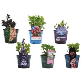 Dekoratyvinis krūmas, hortenzija "Licentie", vazono skersmuo 17 cm.