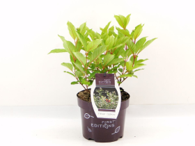 Dekoratyvinis krūmas, galvožis vakarinis "Fiber Optics", aukštis 60 cm., vazonas 3 l.