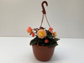 Vienmetė gėlė, begonija (svyranti), vazonėlio skersmuo 25 cm.