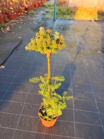 Spygliuotis, kėnis korėjinis "Silberperle", ant stiebo, vazonėlio skersmuo 19 cm.