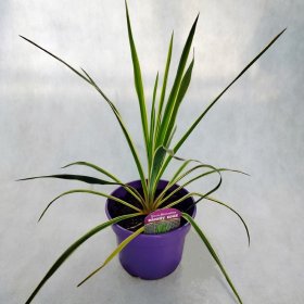 Žolinis augalas, juka pluoštinė "Bright Edge", vazonėlio skersmuo 30 cm.