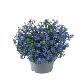 Vienmetė gėlė, svyranti Lobelia, vazonėlio skersmuo 21 cm.