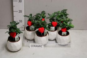 Kambarinis augalas, kavamedis, keraminiame vazonėlyje, vazonėlio skersmuo 11 cm.
