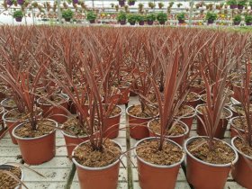 Žolinis augalas, kordilina, vazono skersmuo 15 cm.