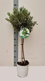 Dekoratyvinis krūmas, alyvmedis ant stiebo, vazonėlio skersmuo 20 cm.