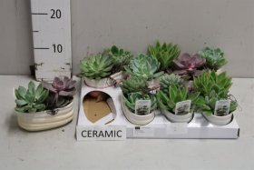 Kambarinis augalas, kalvorė (eševerija), pailgame keraminiame vazonėlyje, vazonėlio skersmuo 9 cm.