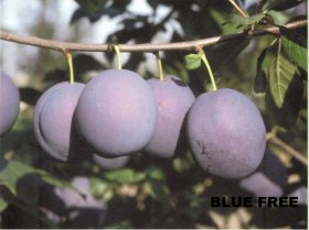 Vaismedis, slyva "Blue Free"