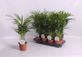 Kambarinis augalas, gelsvasis dipsis, vazonėlio skersmuo 14 cm.