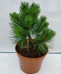 Spygliuotis, pušis "Syców", vazonas 5 l.