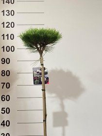 Spygliuotis, pušis "Marie Bregeon", ant stiebo, vazonėlio skersmuo 22 cm.