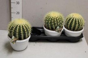 Kambarinis augalas, ežiakaktusis "Grusonii", vazonėlio skersmuo 18 cm.