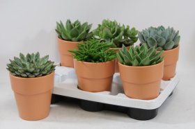 Kambarinis augalas, sukulentas, įvairūs, vazonėlio skersmuo 12 cm.