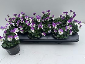 Vienmetė gėlė, našlaitė "Cornuta", vazonėlio skersmuo 11 cm.