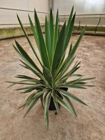 Žolinis augalas, juka "Gloriosa", vazonėlio skersmuo 21 cm.