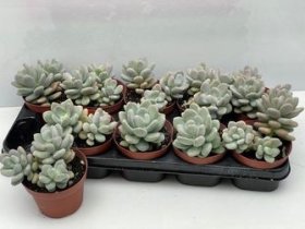 Kambarinis augalas, storenis bukalapis, vazonėlio skersmuo 12 cm.