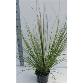 Žolinis augalas, kortaderija "Pumila", vazono skersmuo 19 cm.