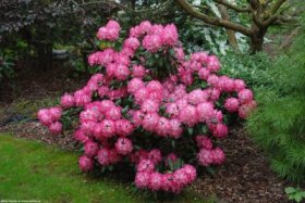 Dekoratyvinis krūmas, rododendras jakušimaninis FANTASTICA, vazonas 5 l.