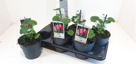 Daugiametė gėlė, piliarožė "Chaters Doub", vazonėlio skersmuo 15 cm.