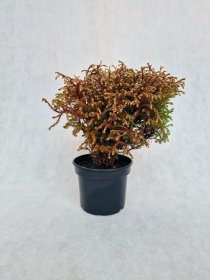 Spygliuotis, tuja vakarinė "Golden Tuffet", vazonėlio skersmuo 14 cm.