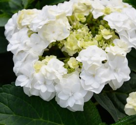 Dekoratyvinis krūmas, hortenzija šluotelinė, vazonas 5 l.